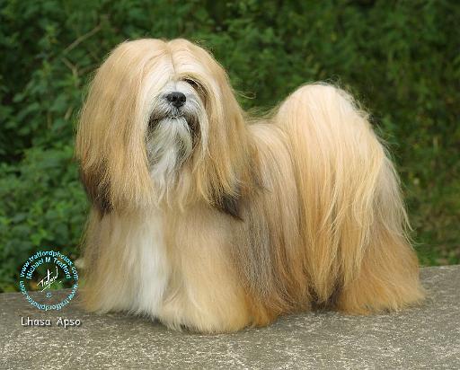 Lhasa Apso 8K61D-18.jpg